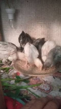 blue shamo cross heera chicks