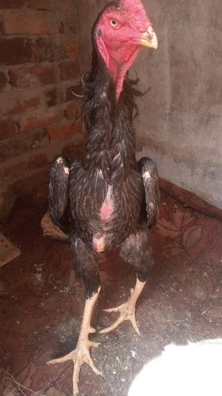 blue shamo cross heera chicks 5