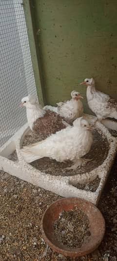 Frill Back Breeder Pair for sale with chicks