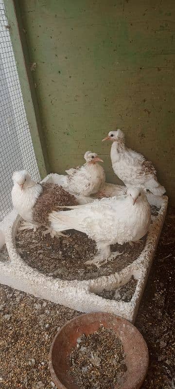 Frill Back Breeder Pair for sale with chicks 1