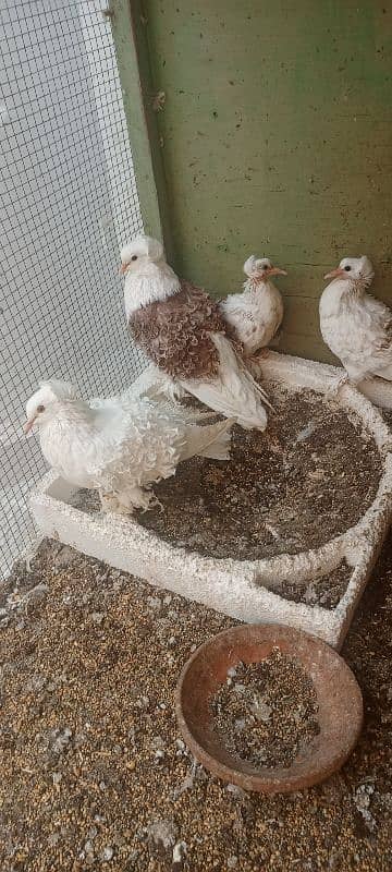 Frill Back Breeder Pair for sale with chicks 2