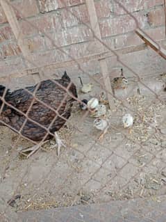 Aseel female with chicks