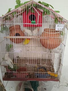 2 pairs of love birds red eyes breading pair