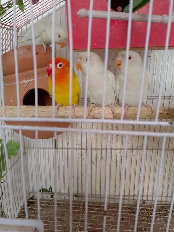 2 pairs of love birds red eyes breading pair 1