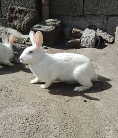 Red eye rabbits pairs male and female