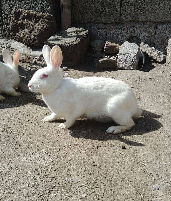 Red eye rabbits pairs male and female 0