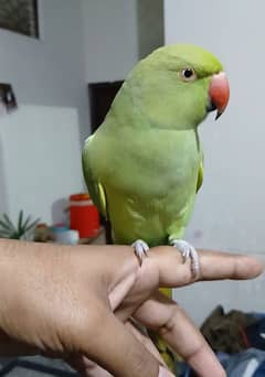 Hand Tamed Parrot