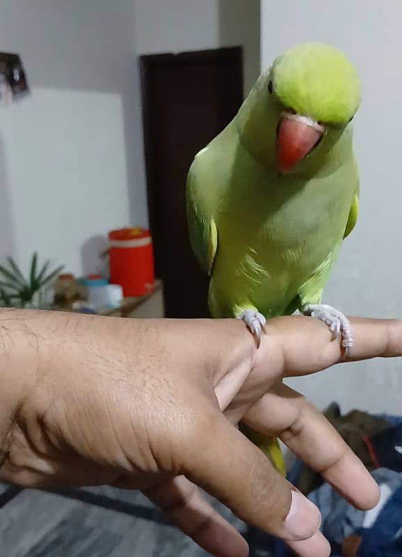 Hand Tamed Parrot 1