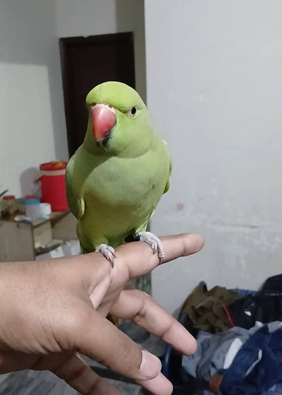 Hand Tamed Parrot 2