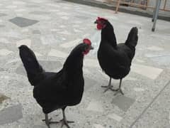 Australorp