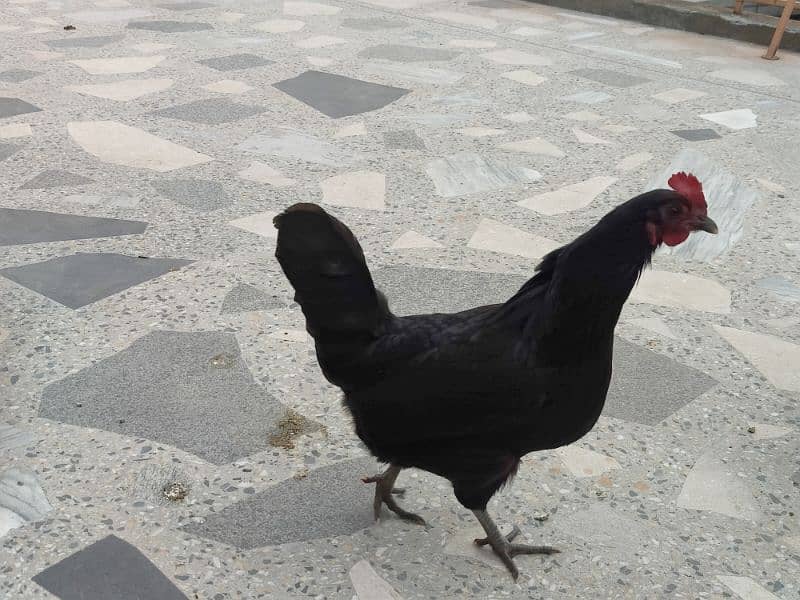 Australorp breeder pair 1