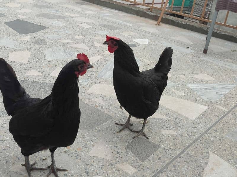 Australorp breeder pair 2