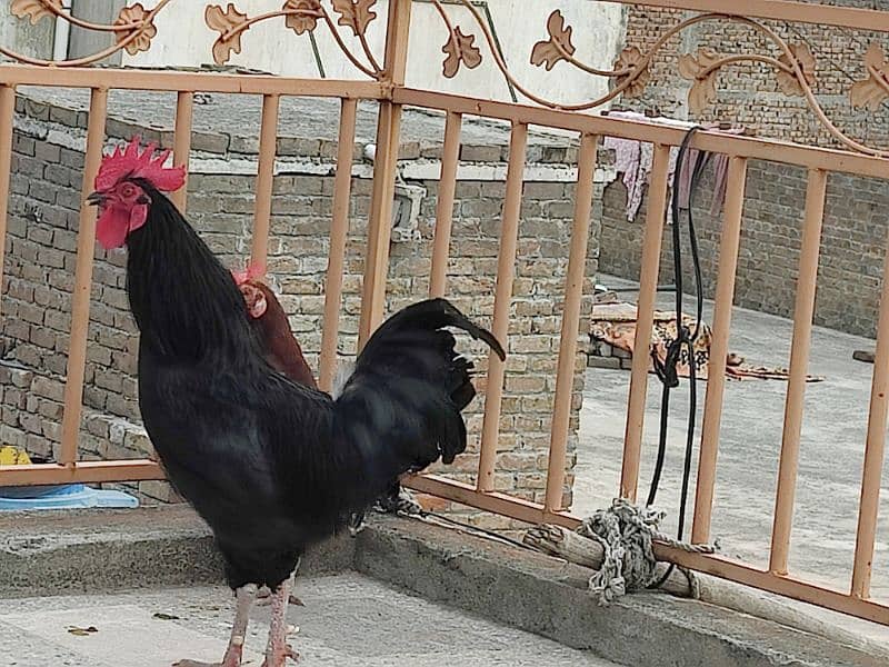 Australorp breeder pair 3