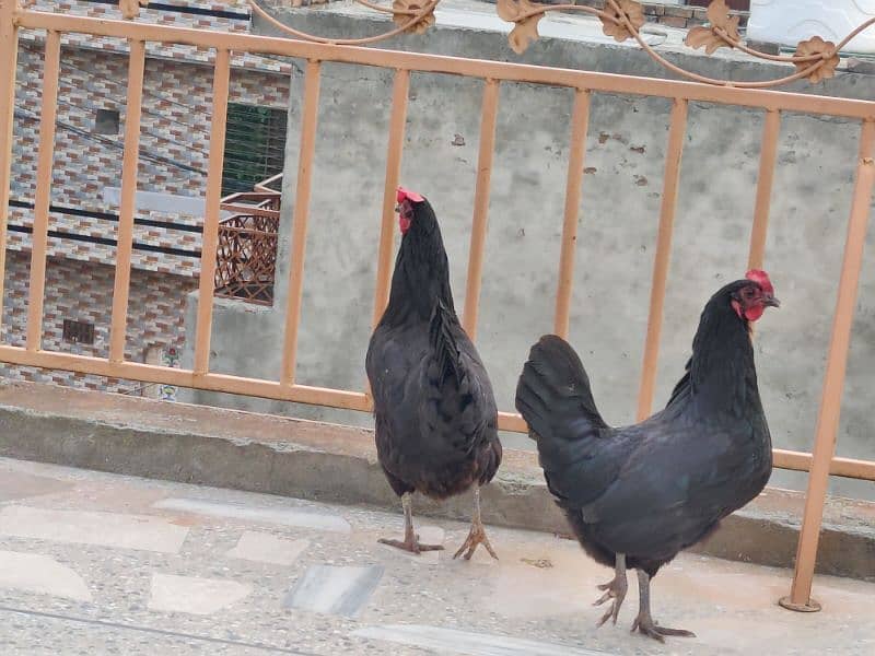 Australorp breeder pair 4