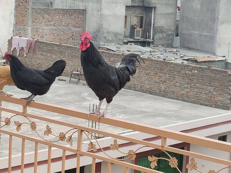 Australorp breeder pair 5