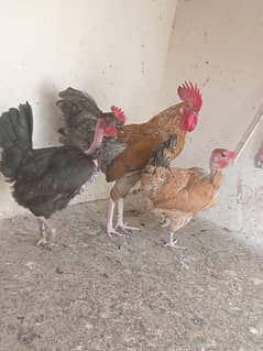 hen for sell 2