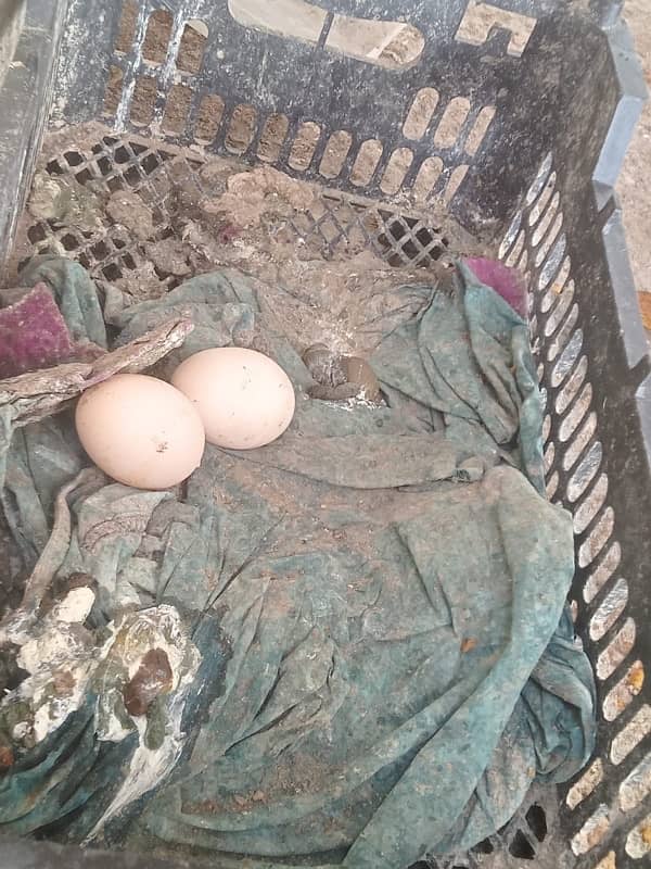 hen for sell 2 2