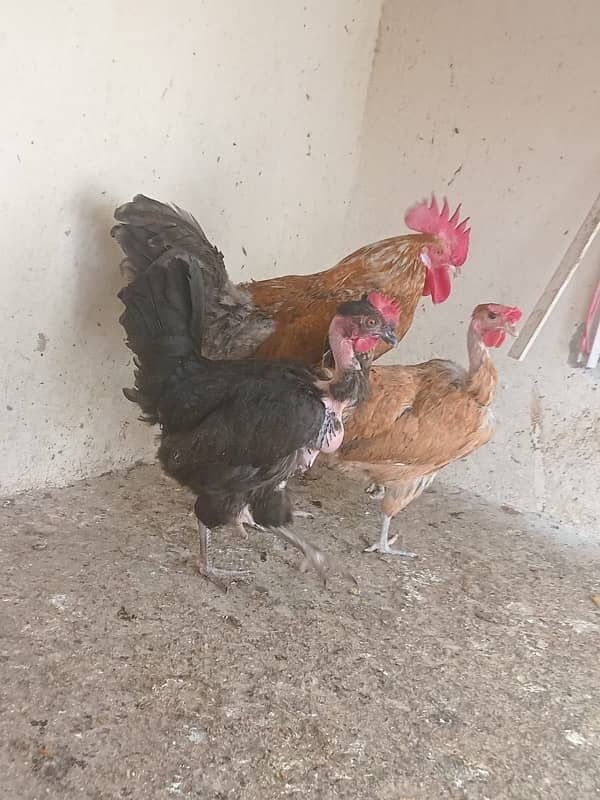 hen for sell 2 3