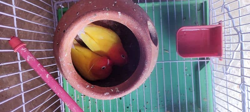 Love birds for sale with cage 3