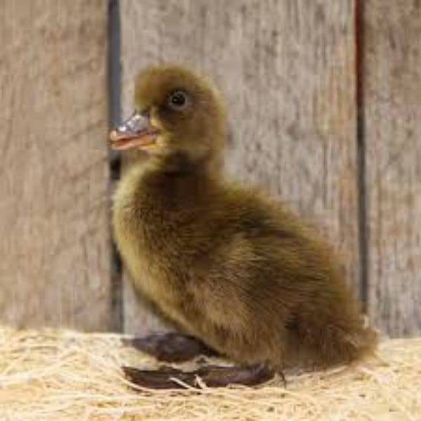 Khaki Campbell ducks baby 0