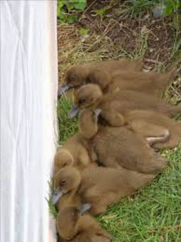Khaki Campbell ducks baby 2