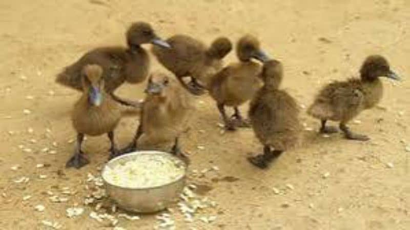 Khaki Campbell ducks baby 3
