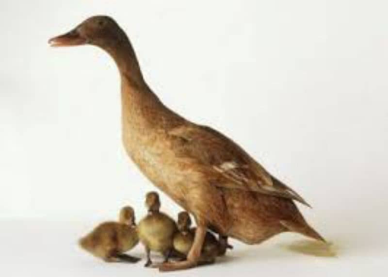 Khaki Campbell ducks baby 4