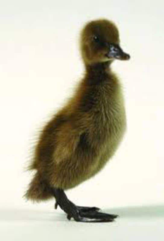 Khaki Campbell ducks baby 6