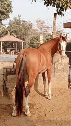 Pure desi horse for sale naza baz kula