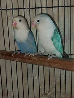 Lovebirds for sale read add