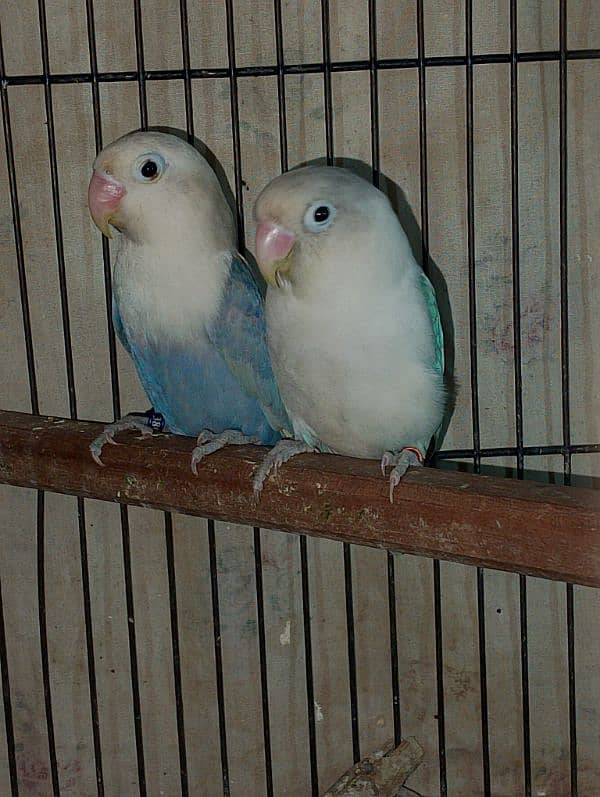 Lovebirds for sale read add 1