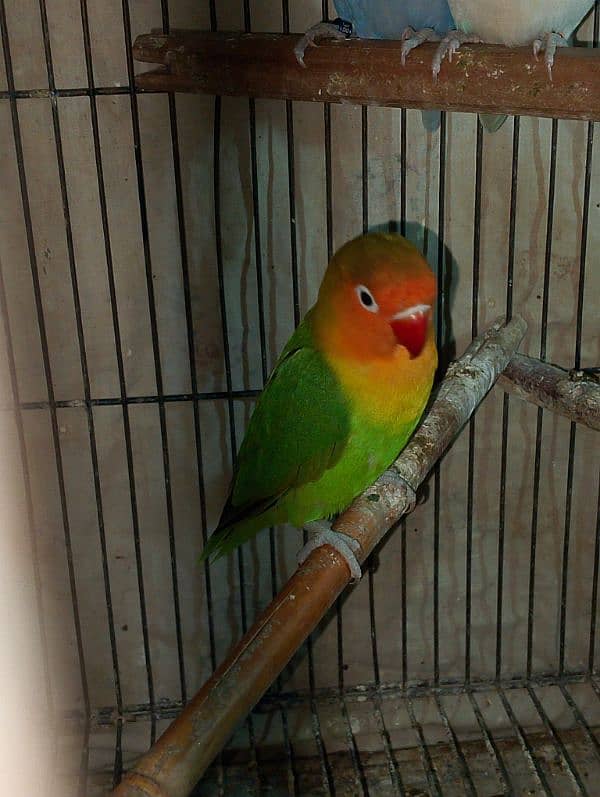 Lovebirds for sale read add 2