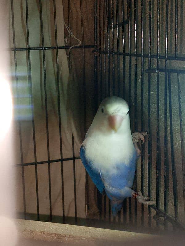 Lovebirds for sale read add 4