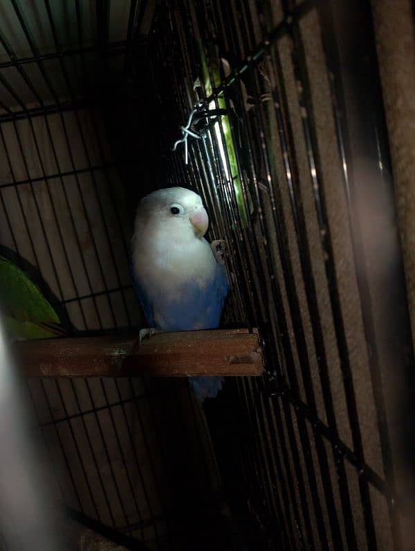 Lovebirds for sale read add 5