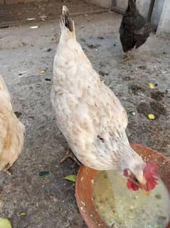 Golden Misri Eggs Laying.