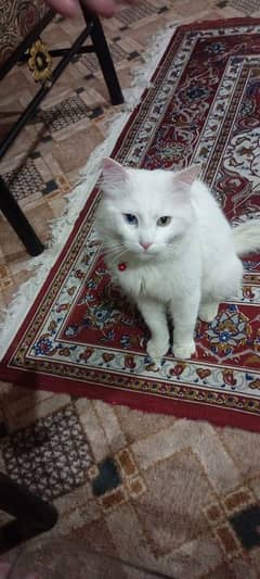 persian cat odd eyes male