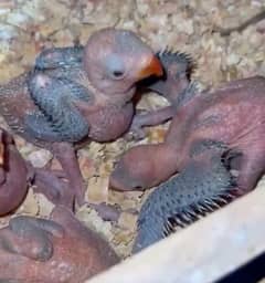 blue and grey ring neck chicks