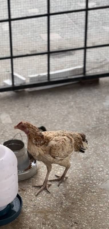 aseel murgih for sale best quality hen (female ) 1