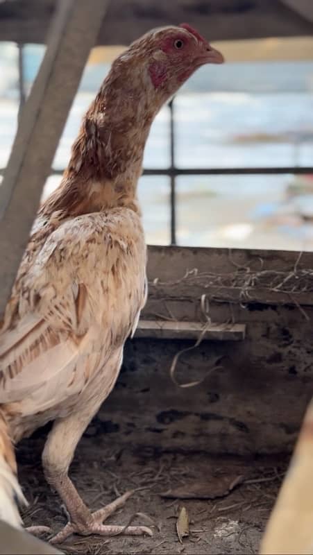 aseel murgih for sale best quality hen (female ) 2