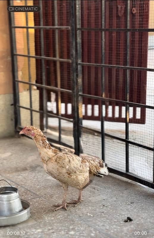 aseel murgih for sale best quality hen (female ) 3