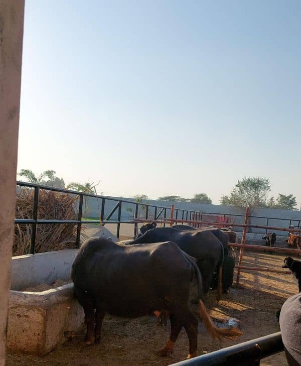 A Beautiful Cattle, Dairy & Residential Farm House 8