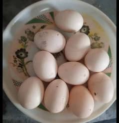 Eggs for sale