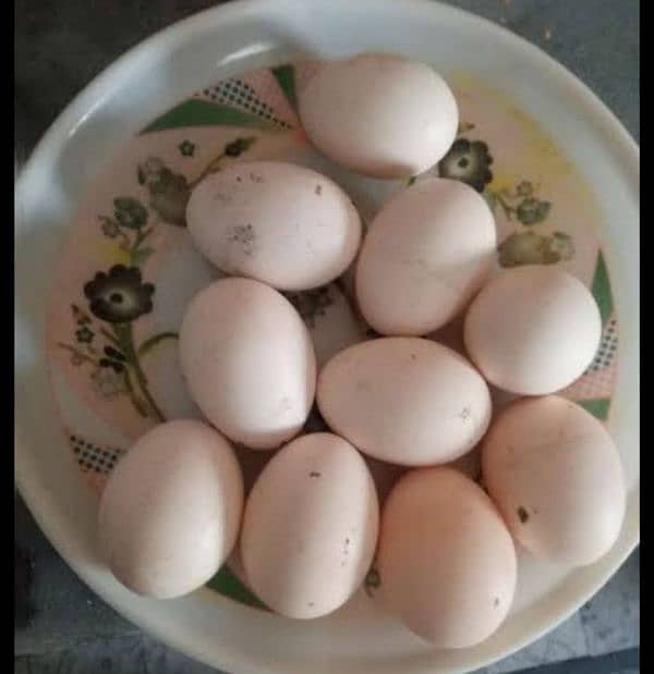 Eggs for sale 0