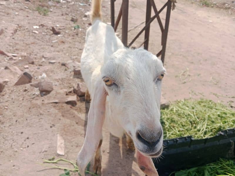 kheeri goat 1