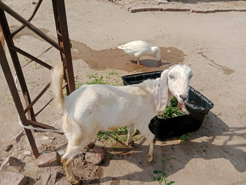 kheeri goat 2