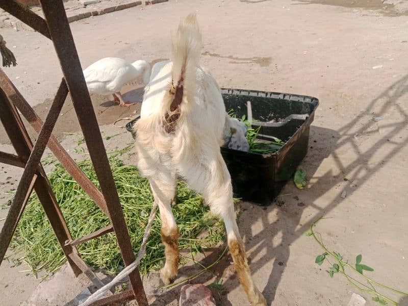 kheeri goat 3
