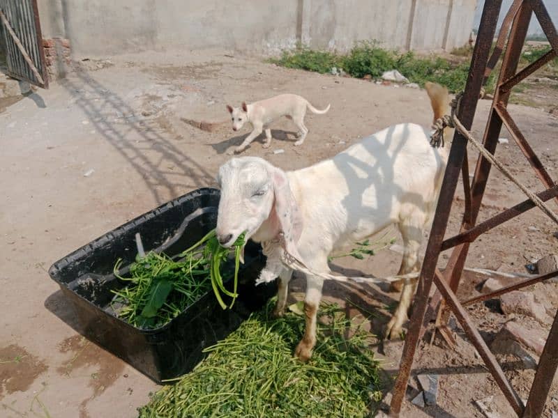 kheeri goat 4