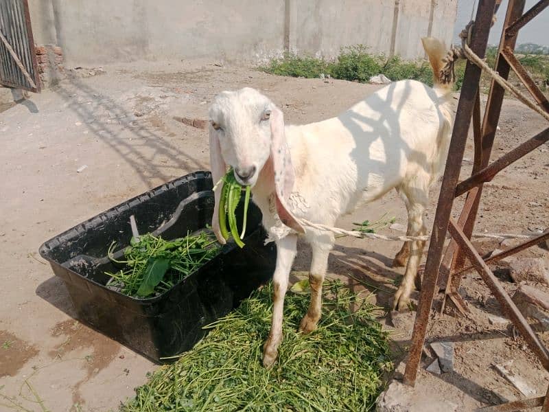 kheeri goat 7