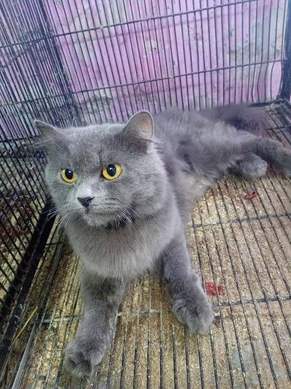 Persian cat 0