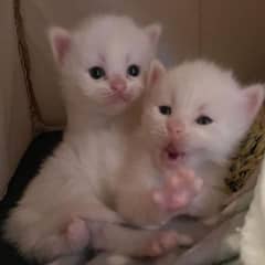 kittens for sale